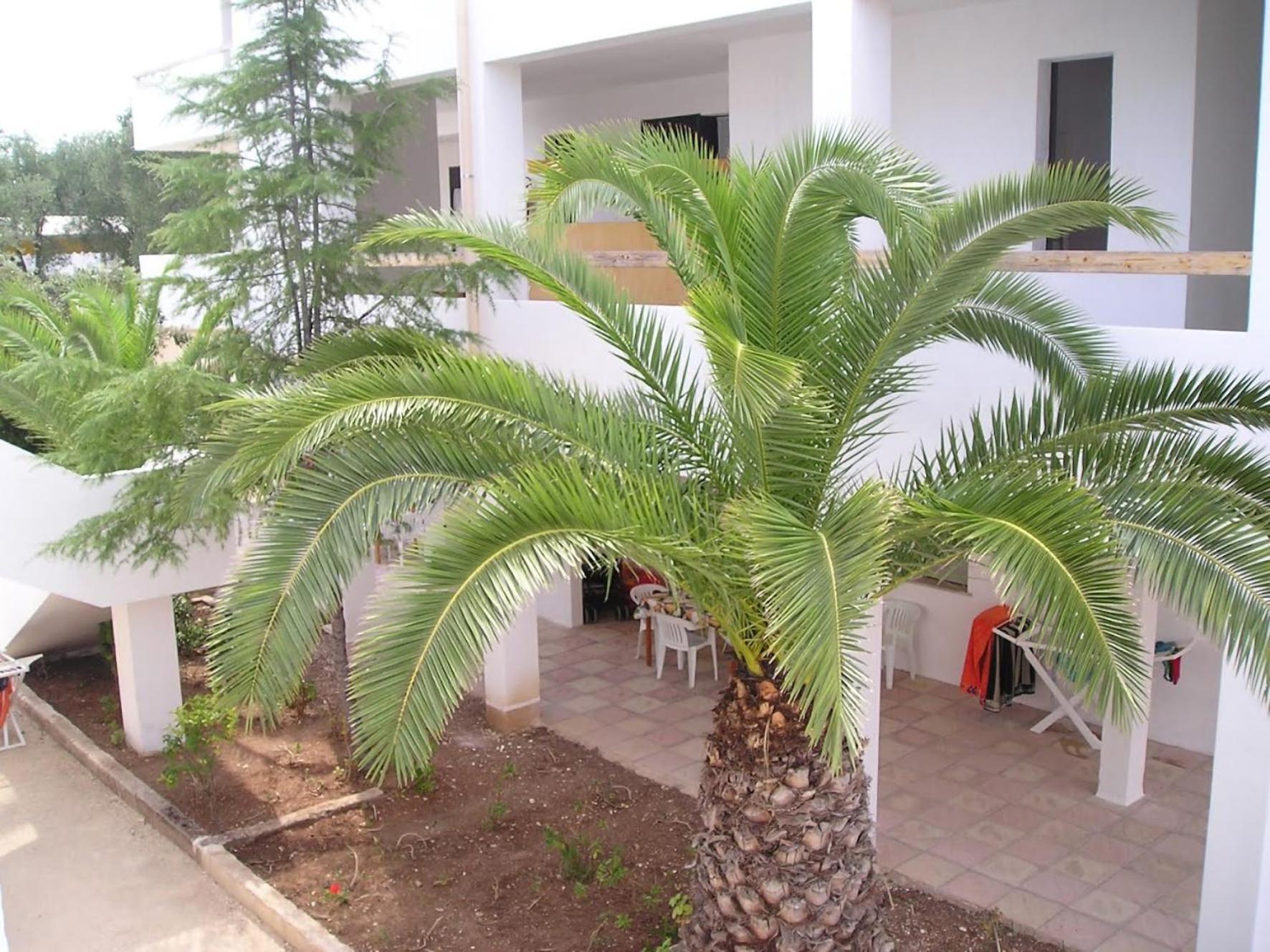 Appartamenti Gallo Club Vieste Exterior foto